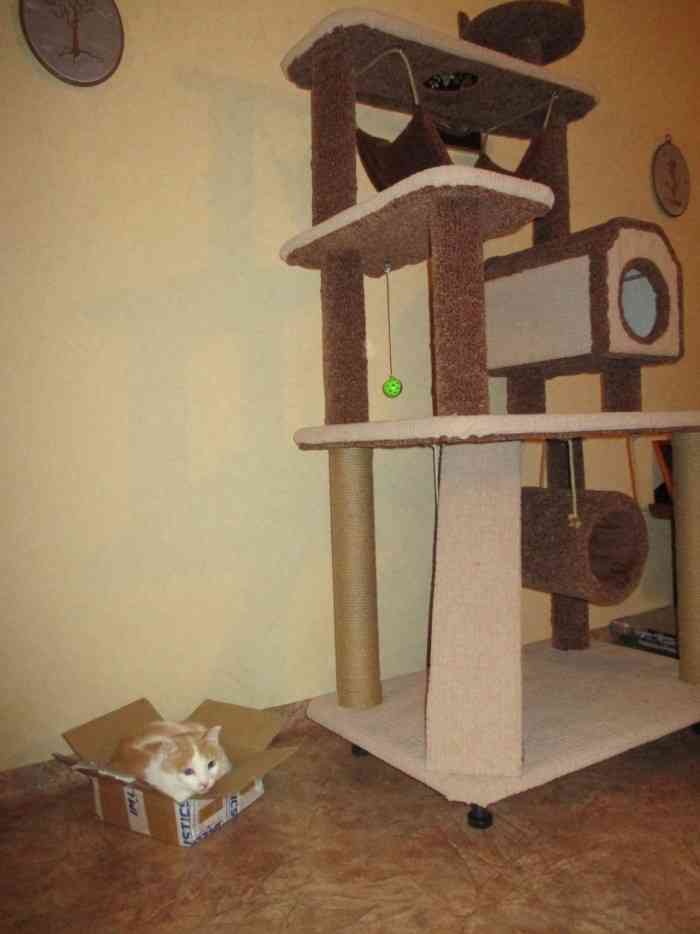 狭い場所に執着する猫の画像が見たい