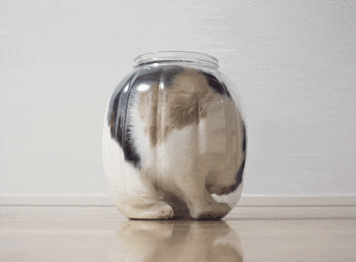 狭い場所に執着する猫の画像が見たい