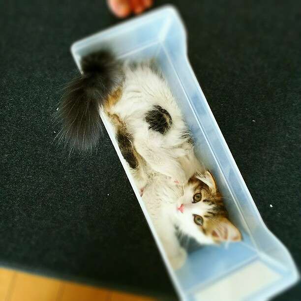 狭い場所に執着する猫の画像が見たい