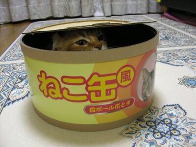 狭い場所に執着する猫の画像が見たい