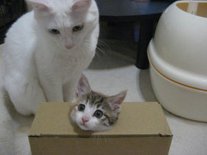 狭い場所に執着する猫の画像が見たい ガールズちゃんねる Girls Channel