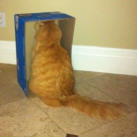 狭い場所に執着する猫の画像が見たい