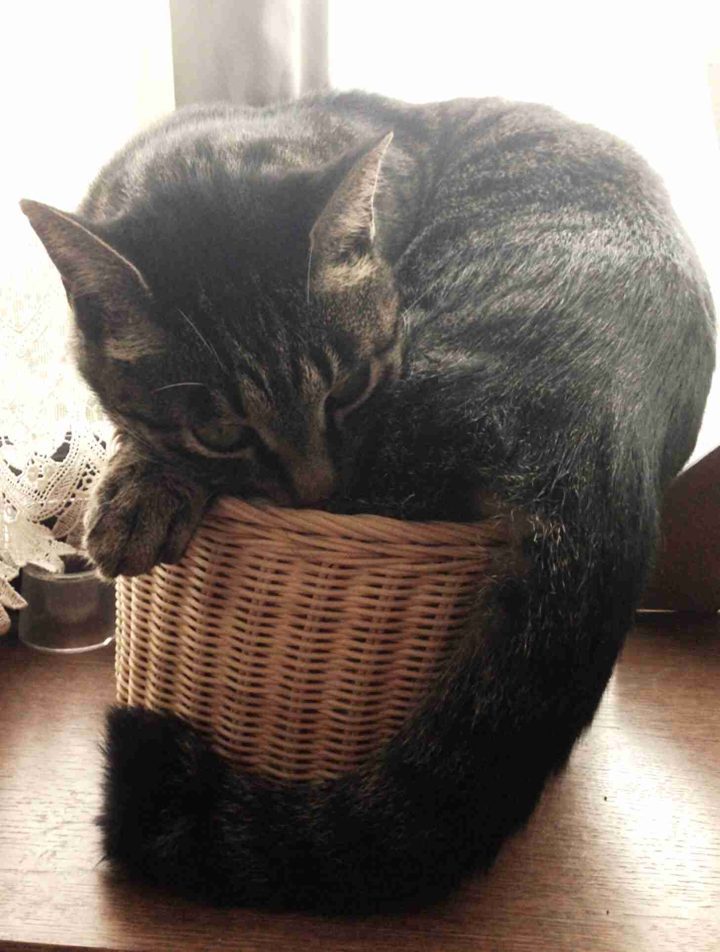 狭い場所に執着する猫の画像が見たい