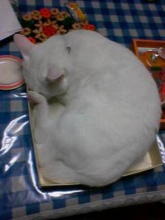 狭い場所に執着する猫の画像が見たい