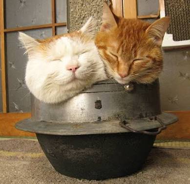 狭い場所に執着する猫の画像が見たい
