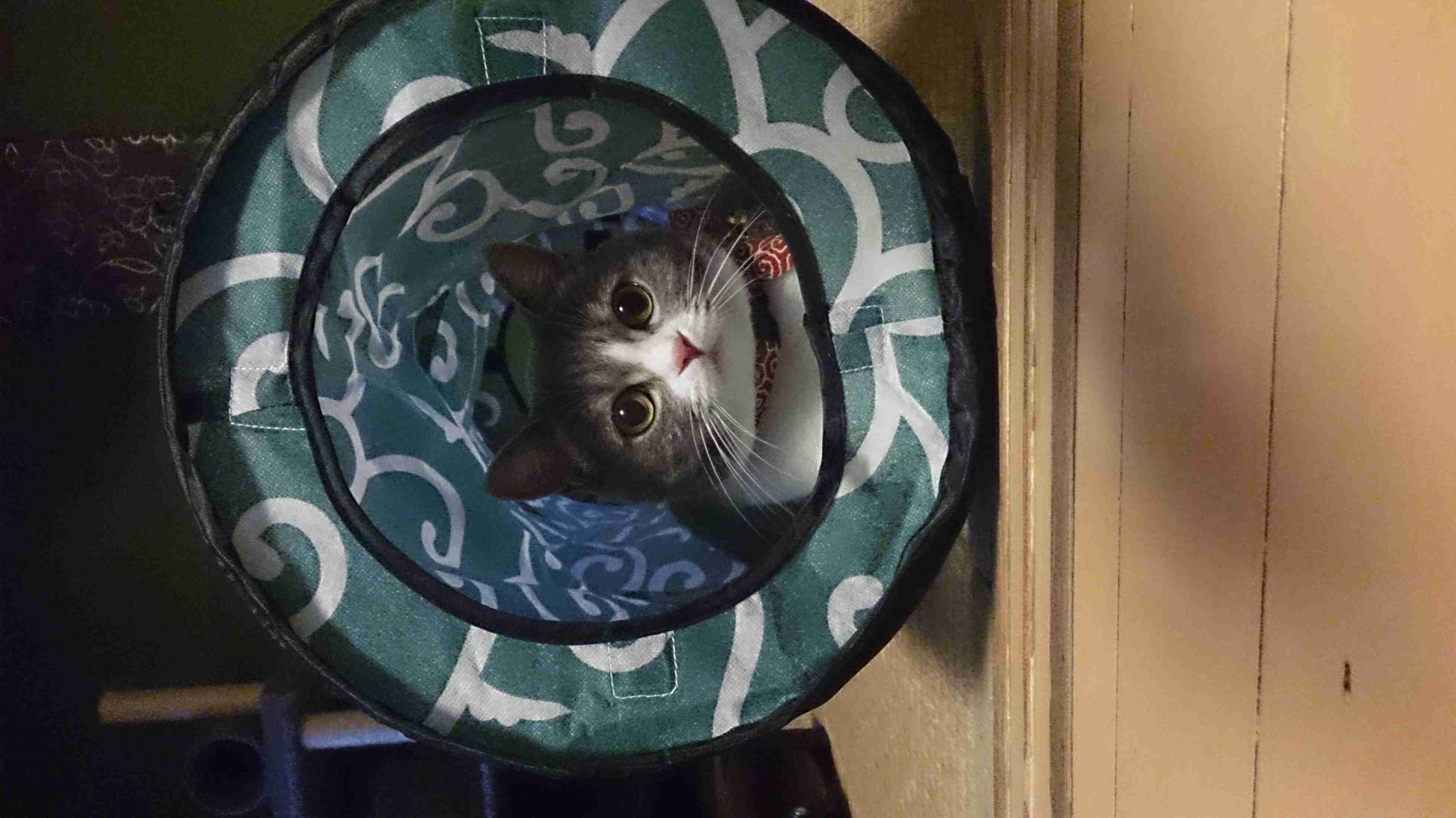 狭い場所に執着する猫の画像が見たい