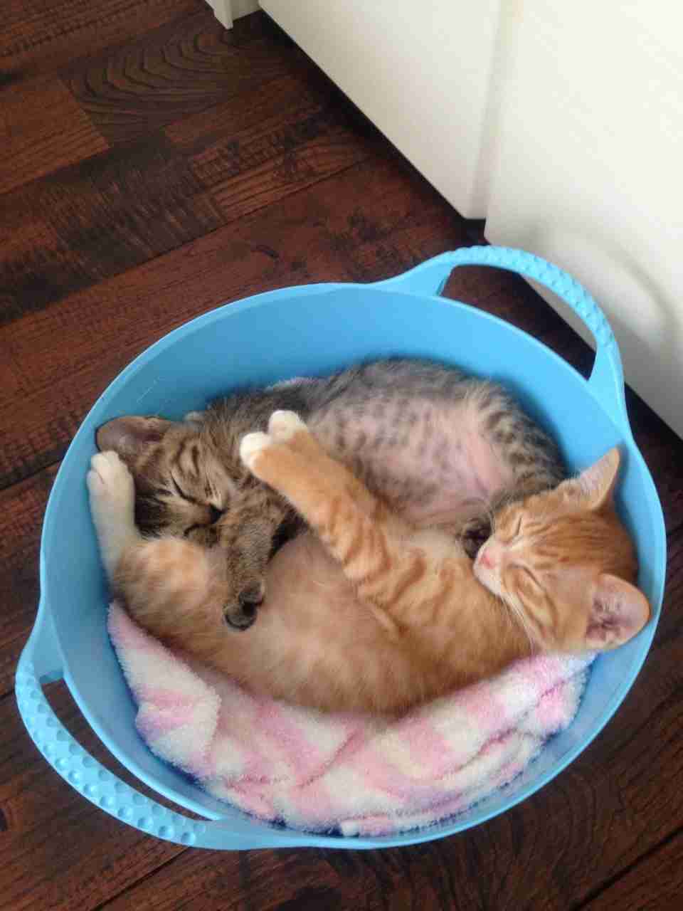 狭い場所に執着する猫の画像が見たい