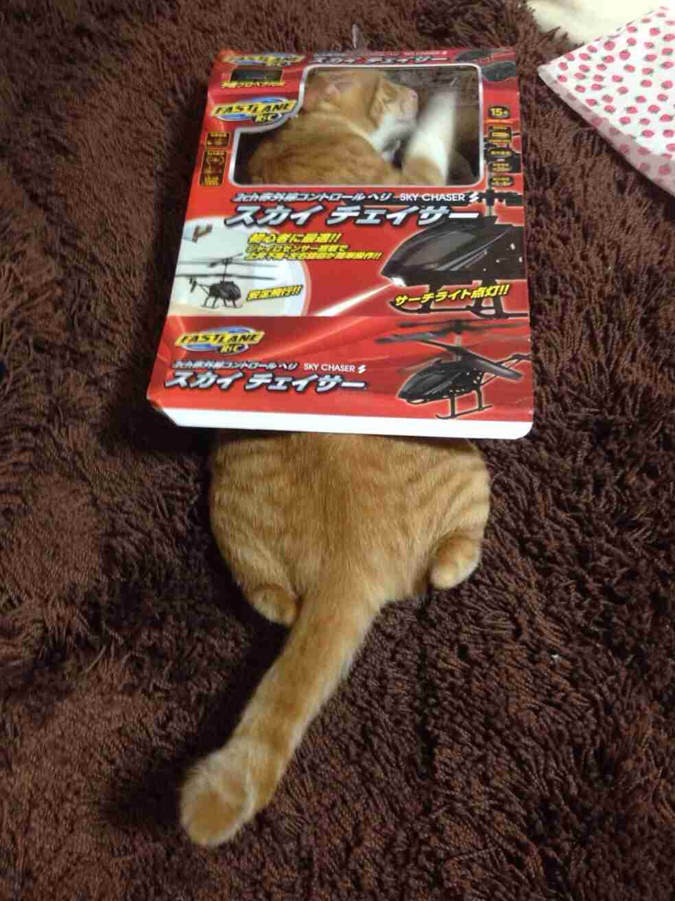 狭い場所に執着する猫の画像が見たい