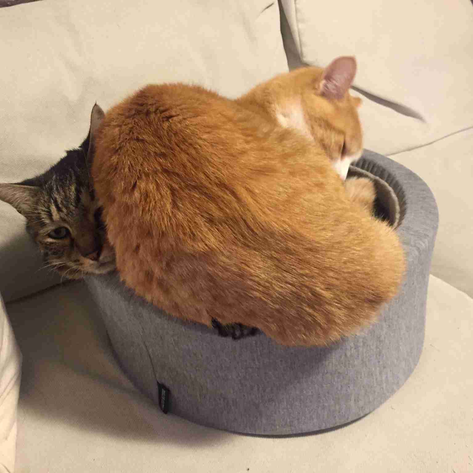 狭い場所に執着する猫の画像が見たい