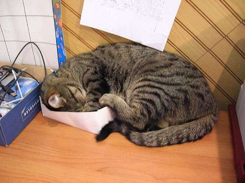 狭い場所に執着する猫の画像が見たい