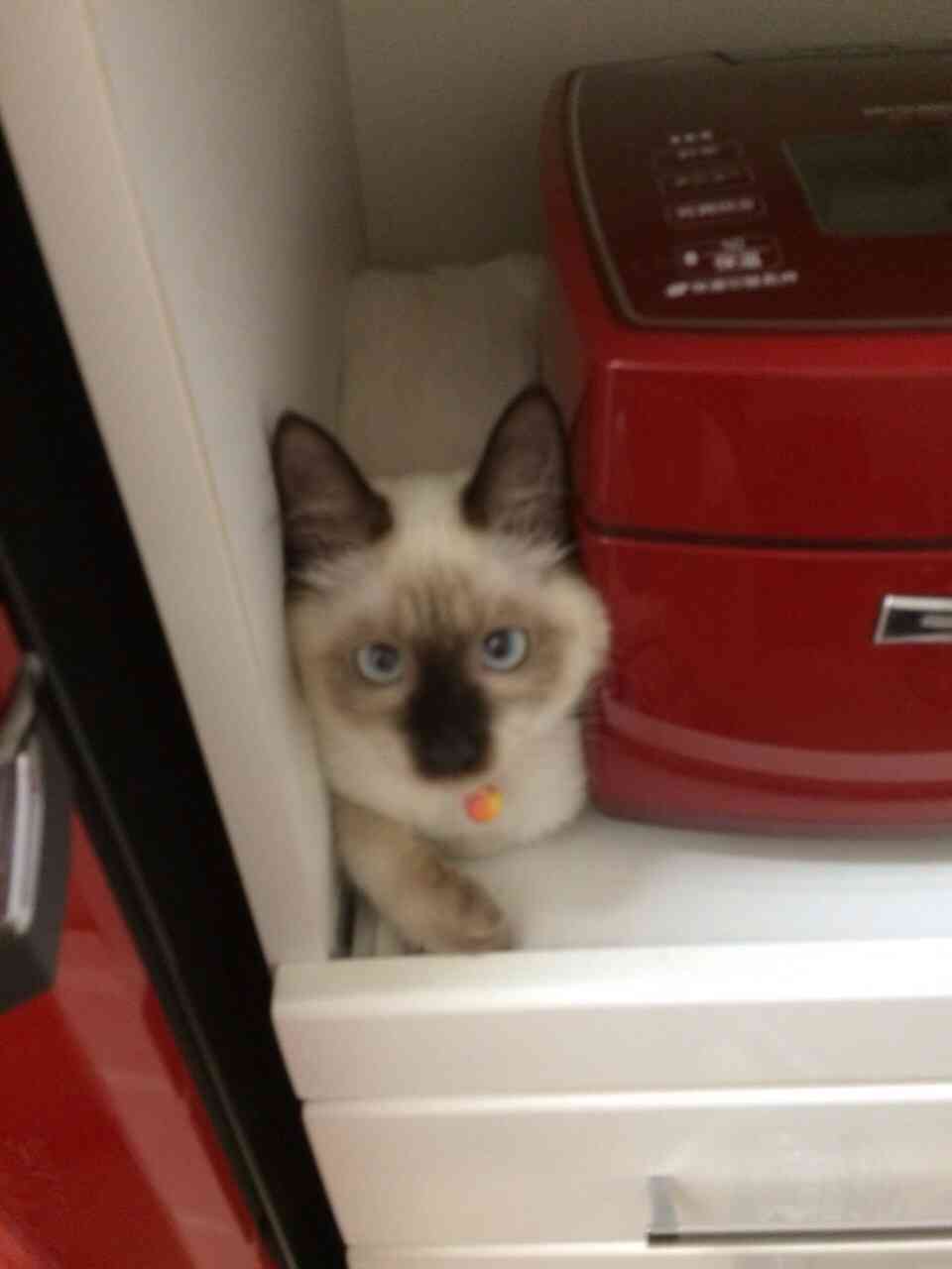 狭い場所に執着する猫の画像が見たい