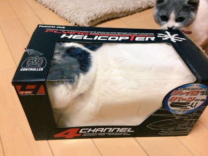 狭い場所に執着する猫の画像が見たい