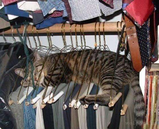 狭い場所に執着する猫の画像が見たい