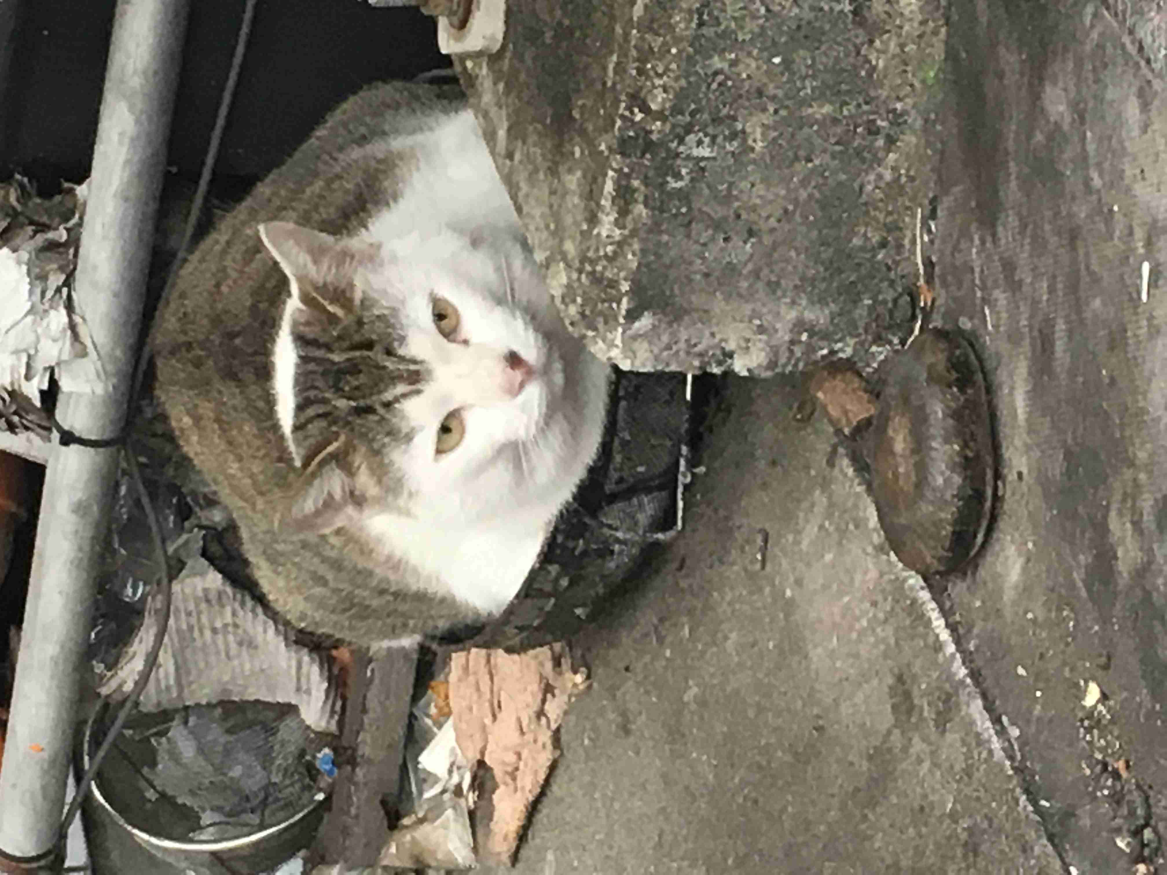 狭い場所に執着する猫の画像が見たい