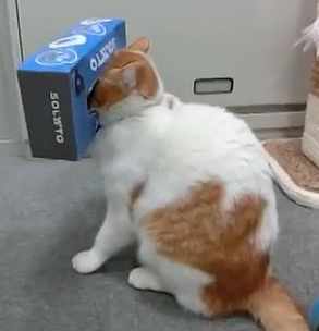 狭い場所に執着する猫の画像が見たい