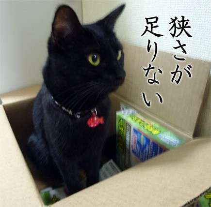狭い場所に執着する猫の画像が見たい