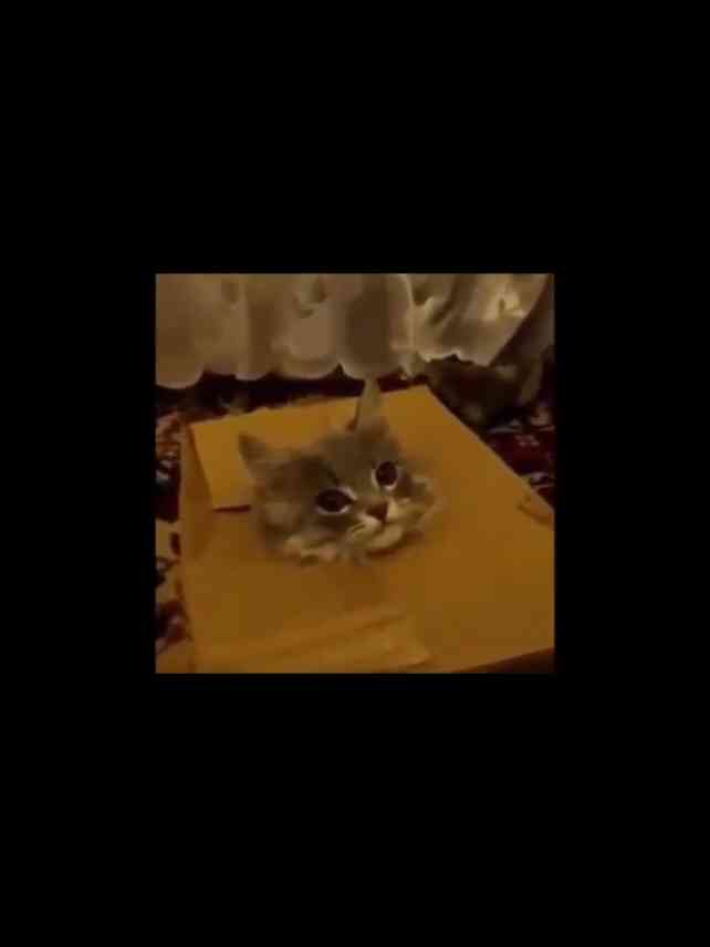 狭い場所に執着する猫の画像が見たい