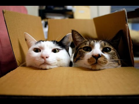 狭い場所に執着する猫の画像が見たい