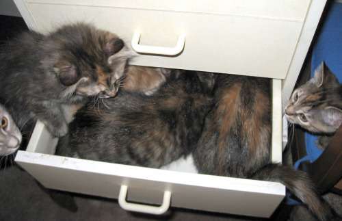 狭い場所に執着する猫の画像が見たい