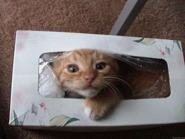 狭い場所に執着する猫の画像が見たい