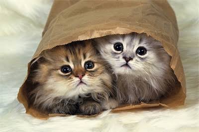 狭い場所に執着する猫の画像が見たい