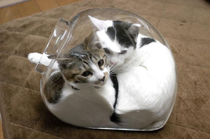 狭い場所に執着する猫の画像が見たい