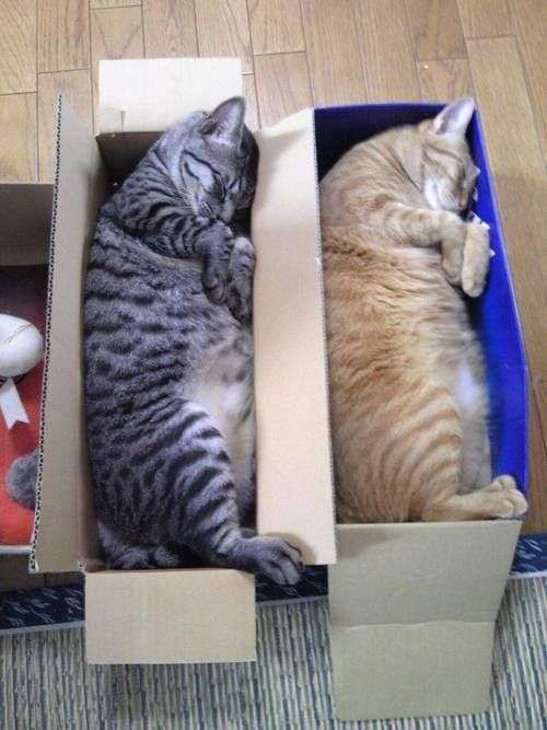 狭い場所に執着する猫の画像が見たい