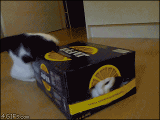 狭い場所に執着する猫の画像が見たい