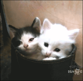 狭い場所に執着する猫の画像が見たい