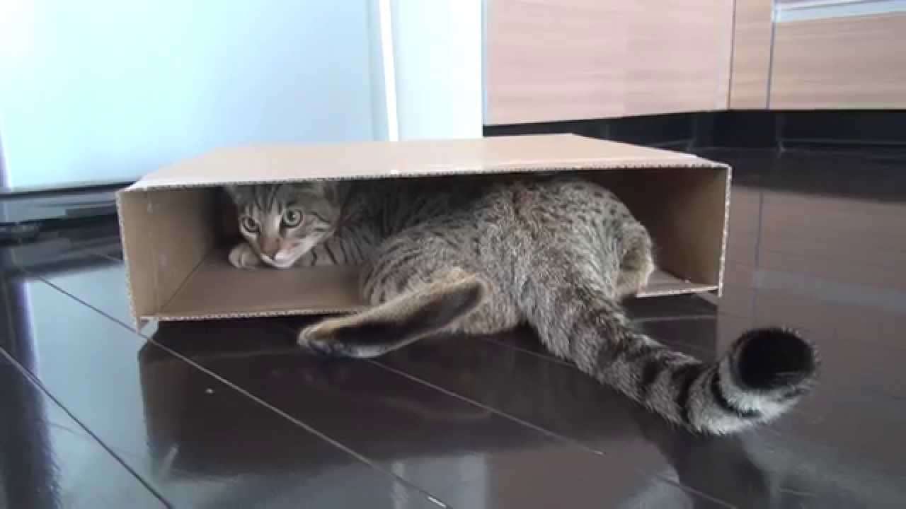 狭い場所に執着する猫の画像が見たい