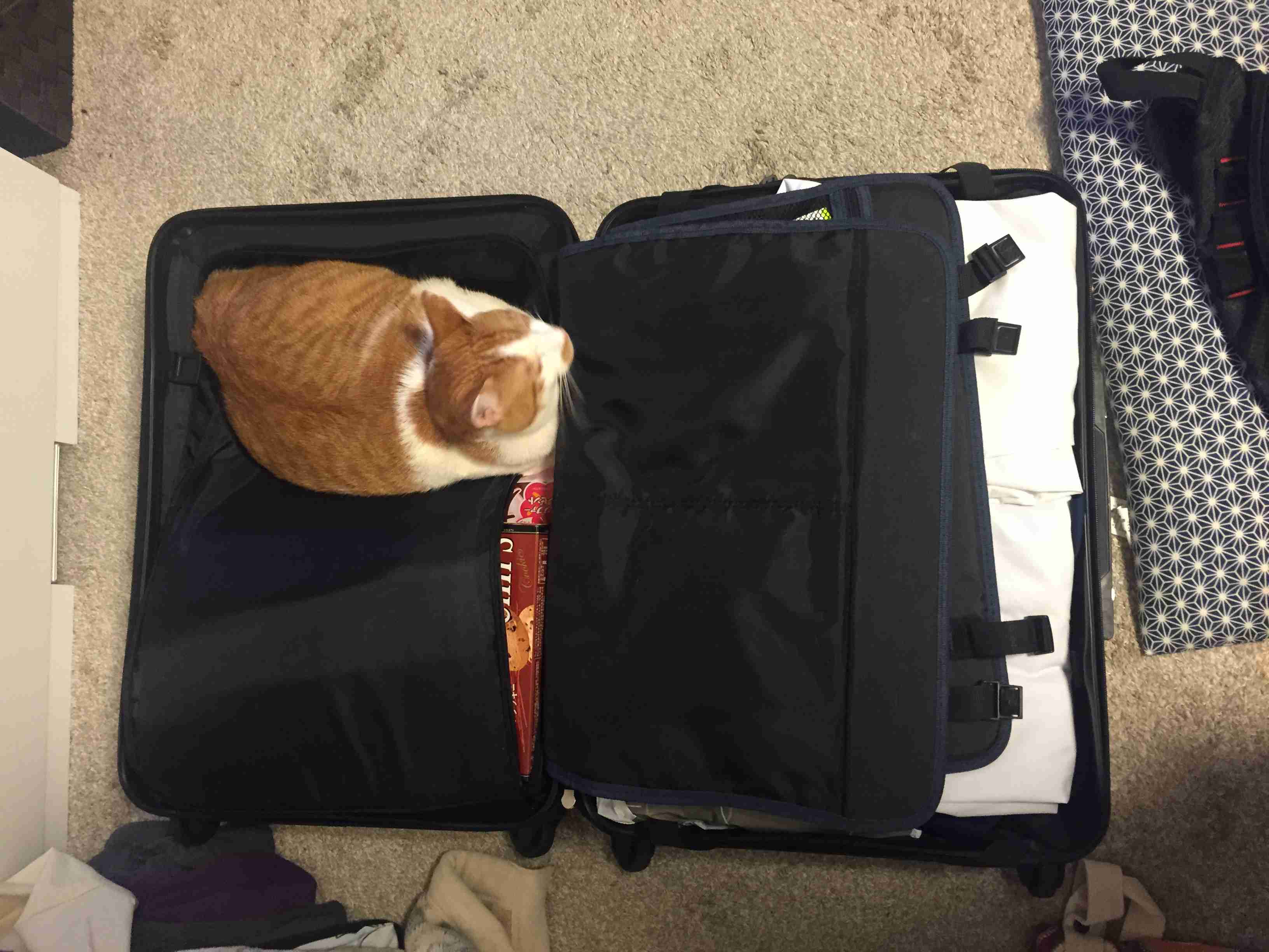 狭い場所に執着する猫の画像が見たい