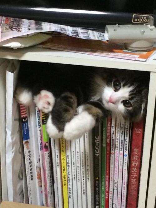狭い場所に執着する猫の画像が見たい