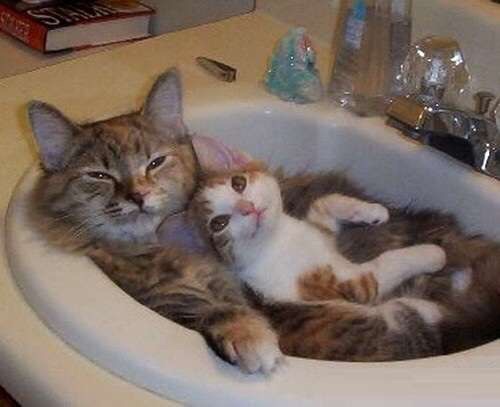 狭い場所に執着する猫の画像が見たい