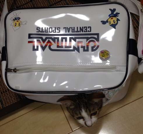 狭い場所に執着する猫の画像が見たい