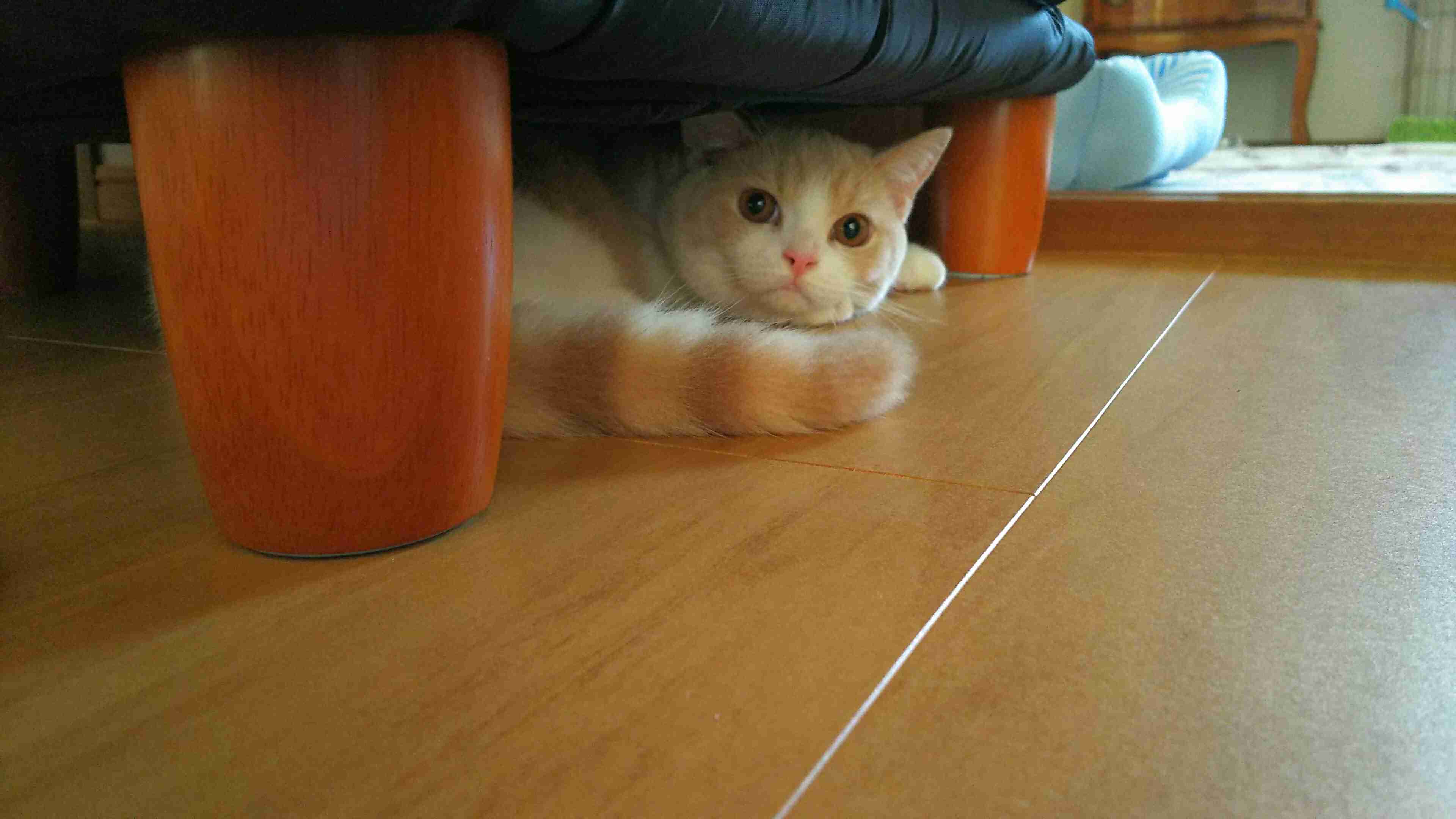 狭い場所に執着する猫の画像が見たい