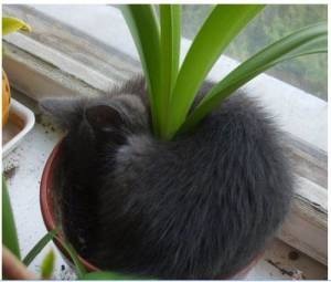 狭い場所に執着する猫の画像が見たい