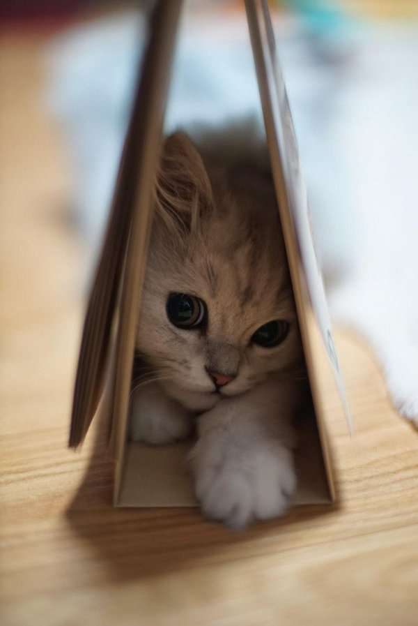 狭い場所に執着する猫の画像が見たい