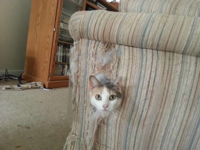狭い場所に執着する猫の画像が見たい