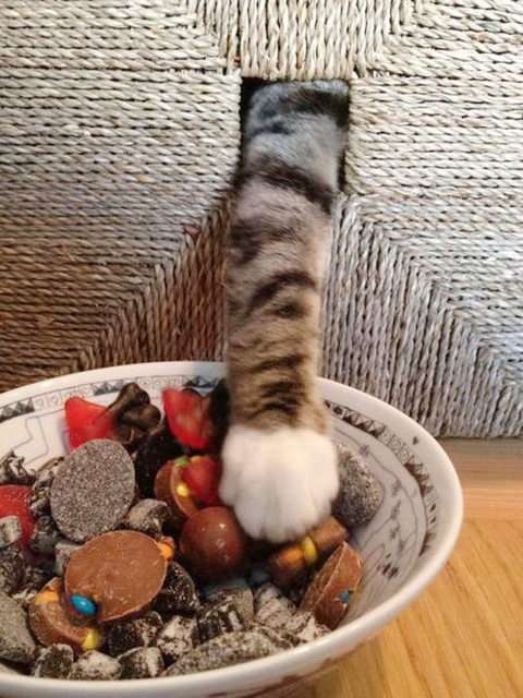 狭い場所に執着する猫の画像が見たい
