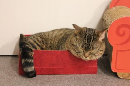 狭い場所に執着する猫の画像が見たい