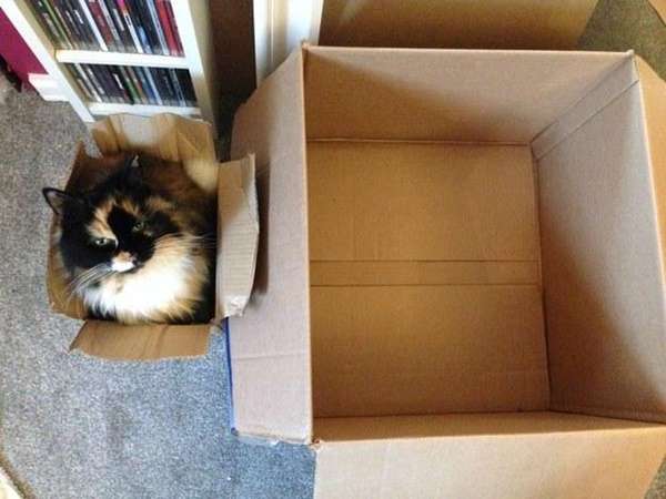 狭い場所に執着する猫の画像が見たい