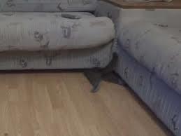 狭い場所に執着する猫の画像が見たい