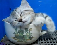 狭い場所に執着する猫の画像が見たい