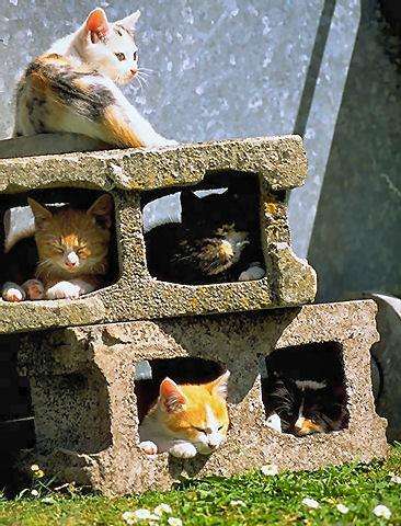 狭い場所に執着する猫の画像が見たい