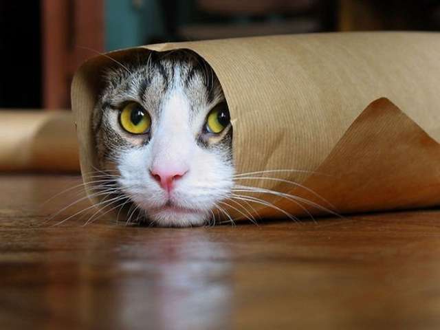 狭い場所に執着する猫の画像が見たい