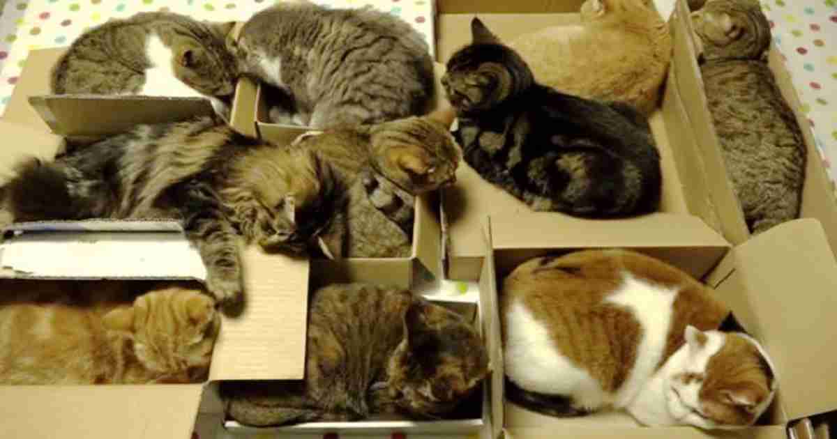 狭い場所に執着する猫の画像が見たい