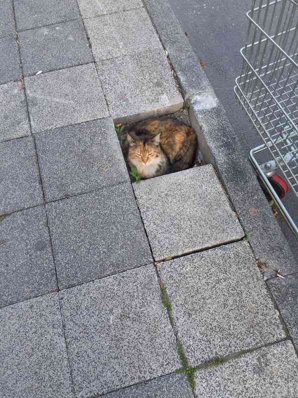 狭い場所に執着する猫の画像が見たい