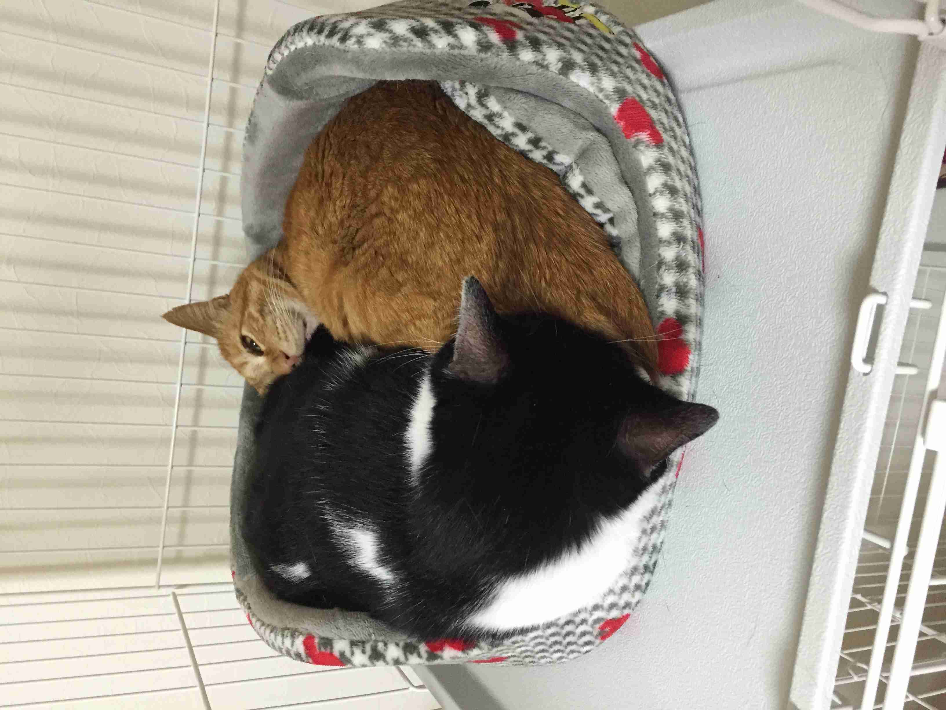 狭い場所に執着する猫の画像が見たい