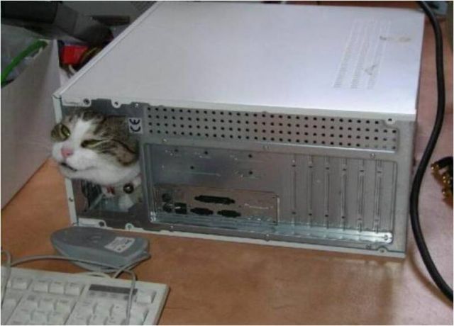 狭い場所に執着する猫の画像が見たい