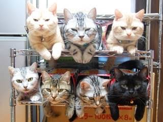 狭い場所に執着する猫の画像が見たい